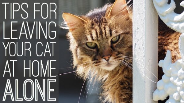 Tips-leaving-cat-alone-home