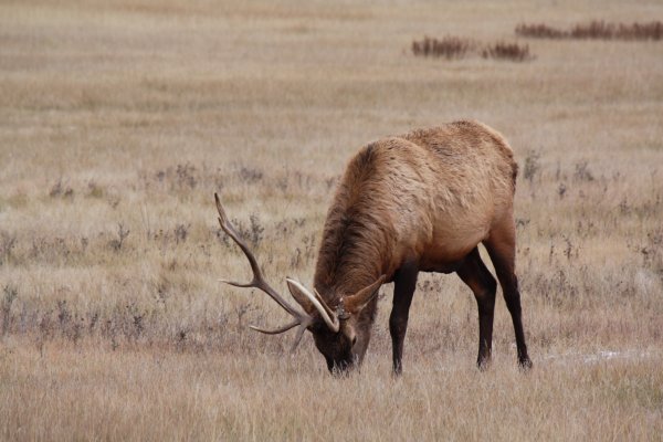 Elk are often seen around and in Jasper.