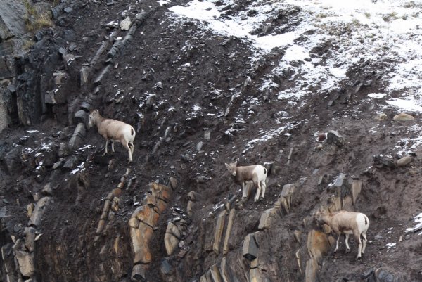 Big horn sheep making a graceful exit along the side of a mountain east of Jasper on Highway 16.