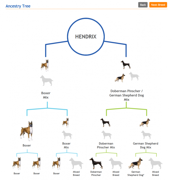 what breed is my dog ancestry tree wisdom panel