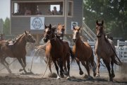 Cochrane Rodeo puts you right next to the action