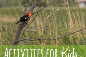 Bird on a tree for a post on Activities for Kids at the Cabin. Photo copyrights to Sheri Landry