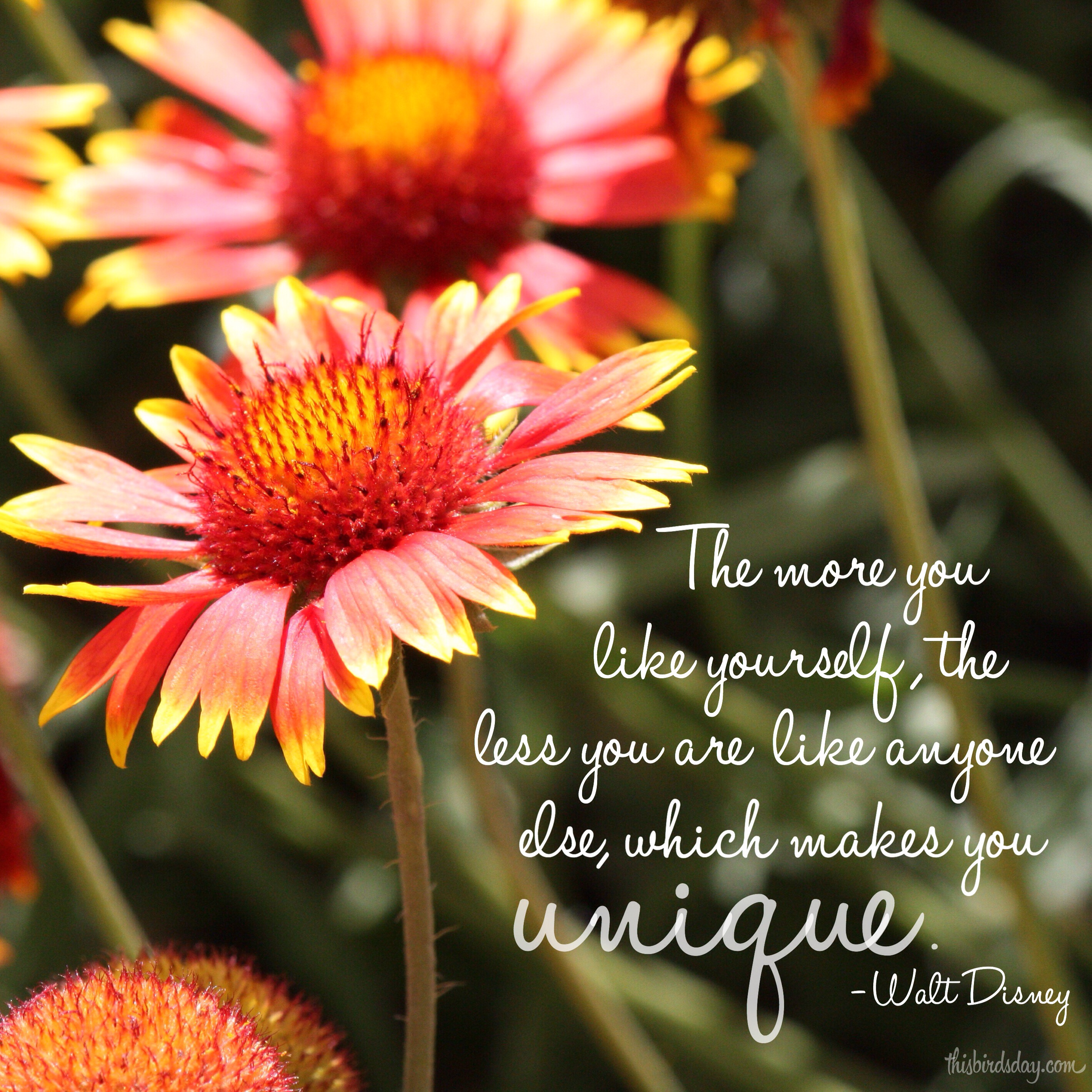 "The more you like yourself, the less you are like anyone else, which makes you unique." Walt Disney Photo copyright Sheri Landry