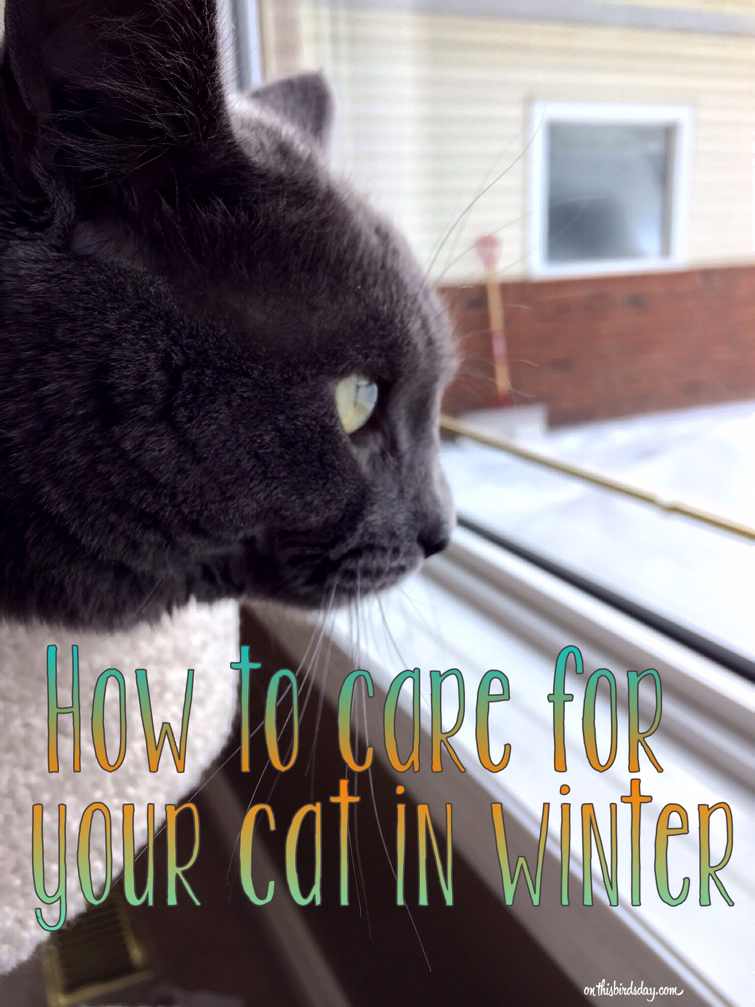 How to care for your cat during the winter months. Photo copyright Sheri Landry (This Bird's Day)