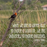 "When we are no longer able to change a situation, we are challenged to change ourselves." Viktor E Frankl Photo copyright Sheri Landry (This Bird's Day)