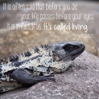 "It is often said that before you die your life passes before your eyes. It is in fact true. It's called living." Terry Pratchett Photo copyright Sheri Landry (thisbirdsday.com)