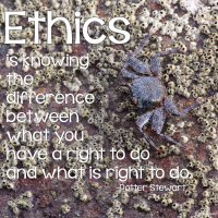 "Ethics is knowing the difference between what you have a right to do and what is right to do." Potter Stewart Photo copyrights Sheri Landry (thisbirdsday.com)