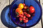 How to save your garden tomatoes after a fall frost