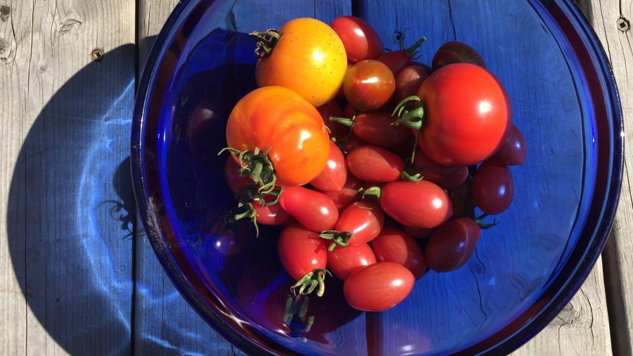 Colourful garden tomatoes. Photo copyright Sheri Landry