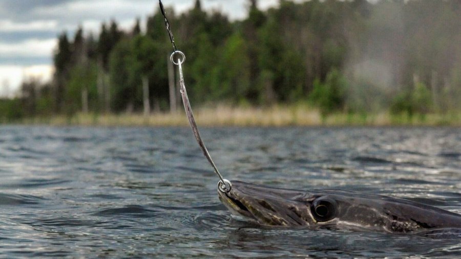 Just pulling on a line: The thrill of catching your own meal