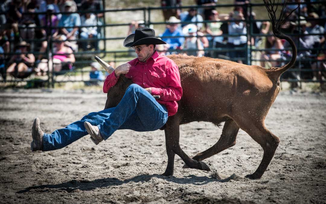 Cowhead Rodeo Cochrane Rodeo puts you right next to the action